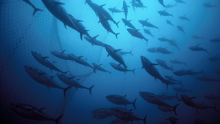 When it comes to sustainability, “blue foods” may be the answer